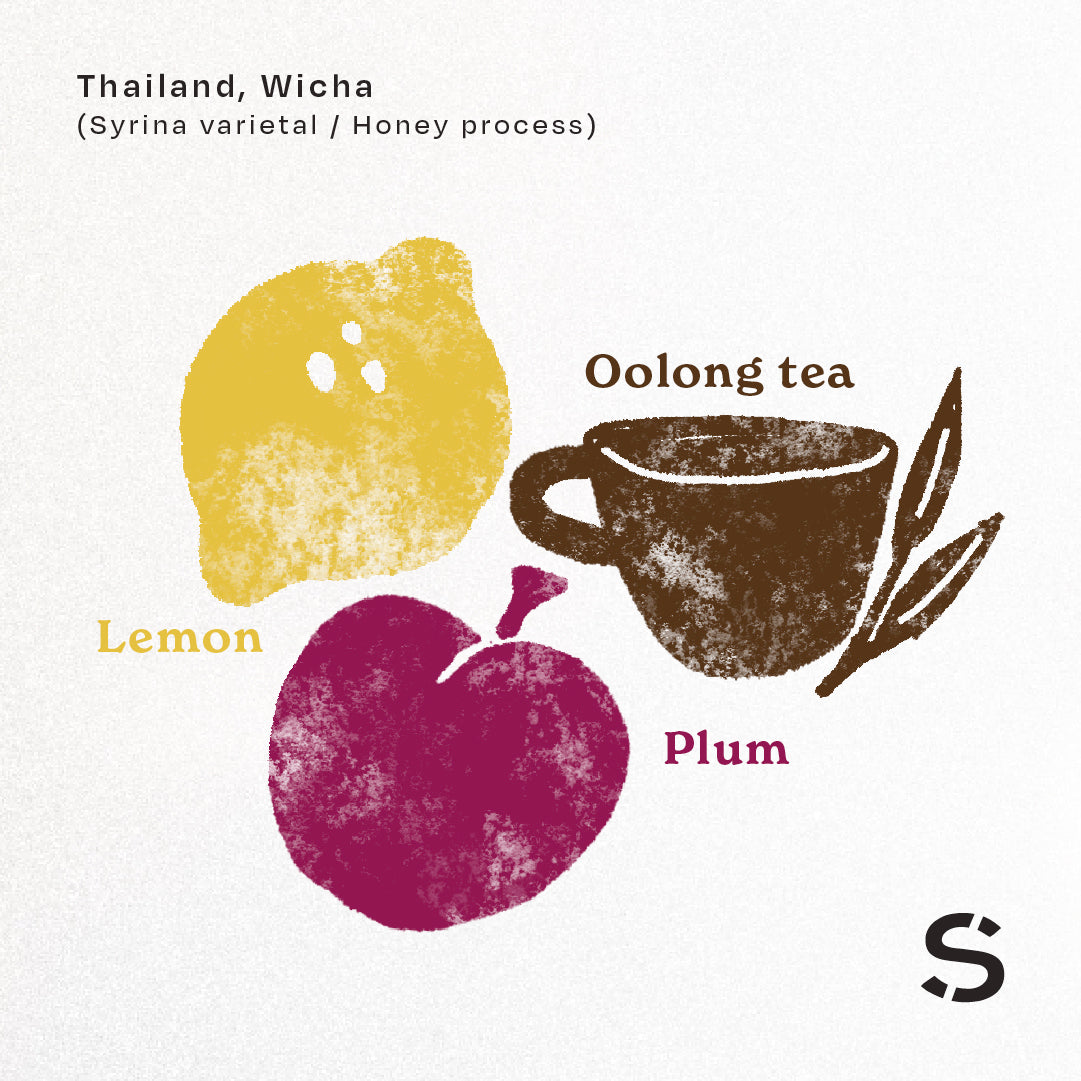 Wicha (Syrina varietal/Honey process)