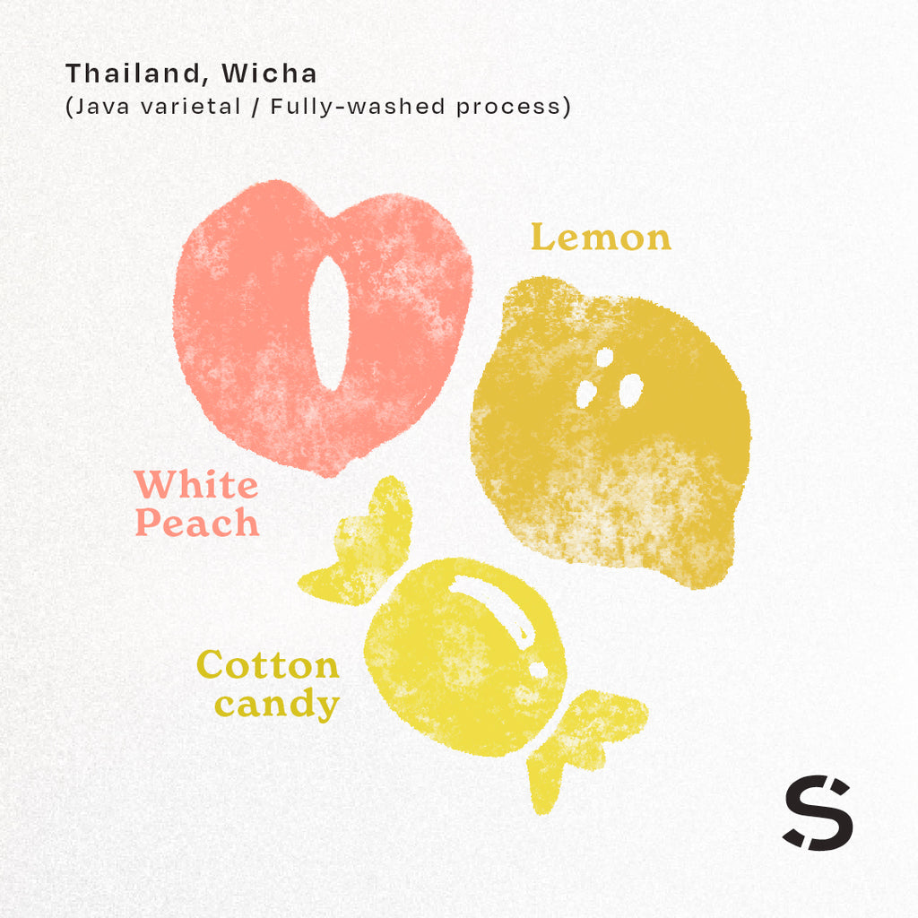 Wicha (Java varietal/Fully-washed process)